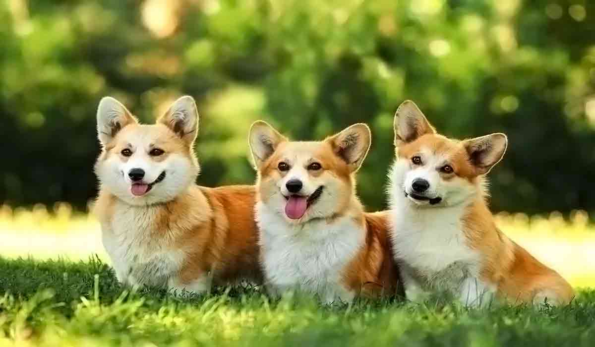 DDOS压力测试